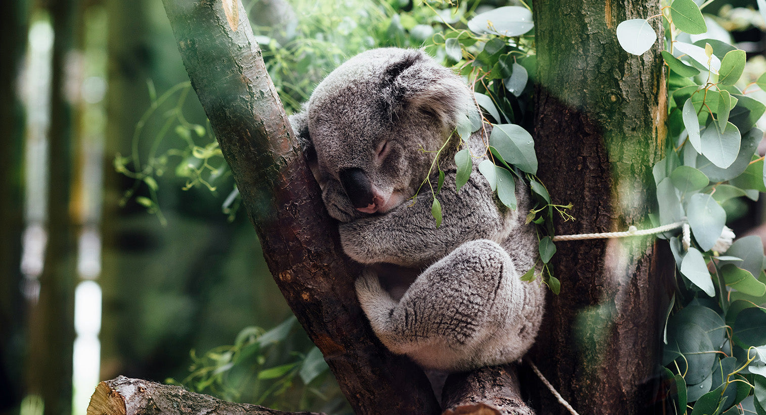 Naps: Helpful or Harmful? The Science-Backed Way to Rest Without Compr ...